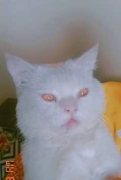 Pure White Persian Cat. Male
