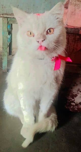 Pure White Persian Cat. Male 1