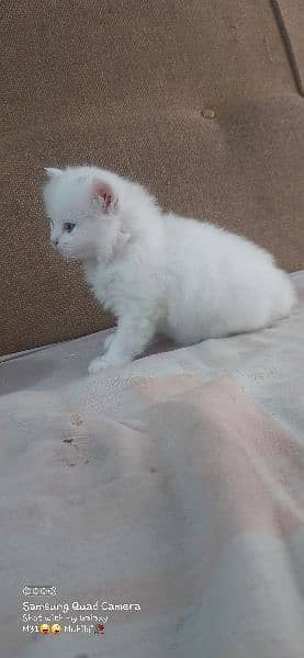 extra long coated Persian cats kittens  Available 1