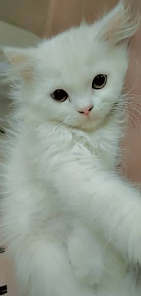 White persian kittens 1
