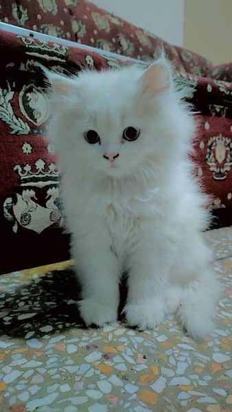 White persian kittens 3