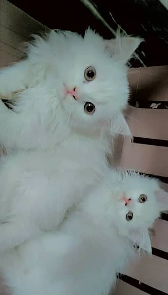 White persian kittens 0