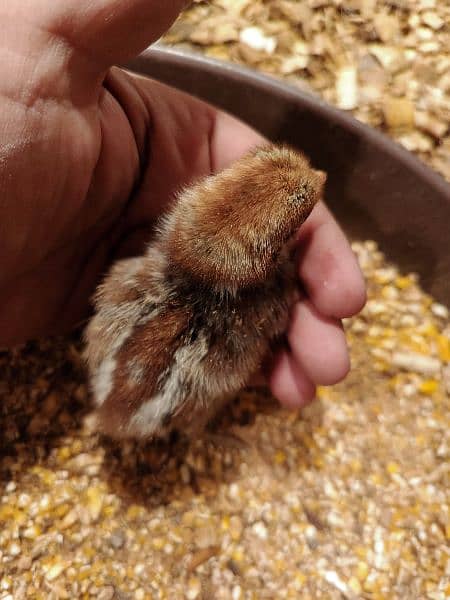 Golden misri day old Chick's and hens australorp day old Chick's 10