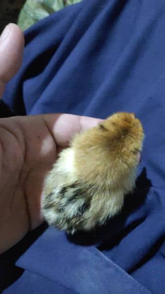 Golden misri day old Chick's and hens australorp day old Chick's 11
