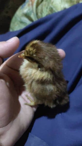 Golden misri day old Chick's and hens australorp day old Chick's 9