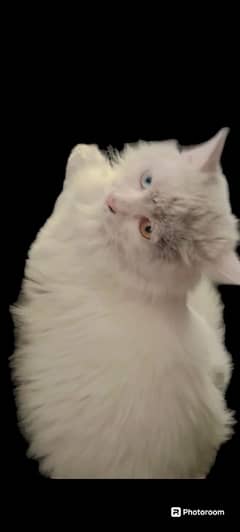 White and Graceful Elegance: The Persian Cat with odd eyes 0