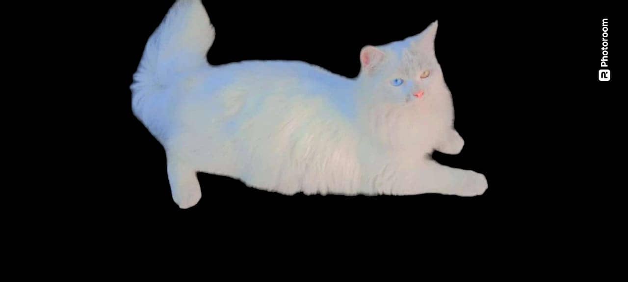 White and Graceful Elegance: The Persian Cat with odd eyes 1