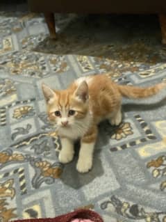 persian cat male baby and female