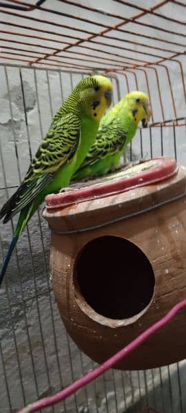 Australian parrot 1