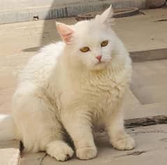 White Persian Female Cat 0