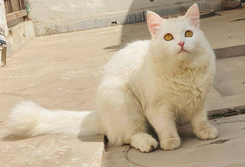 White Persian Female Cat 1