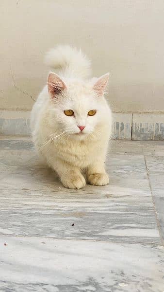 White Persian Female Cat 2