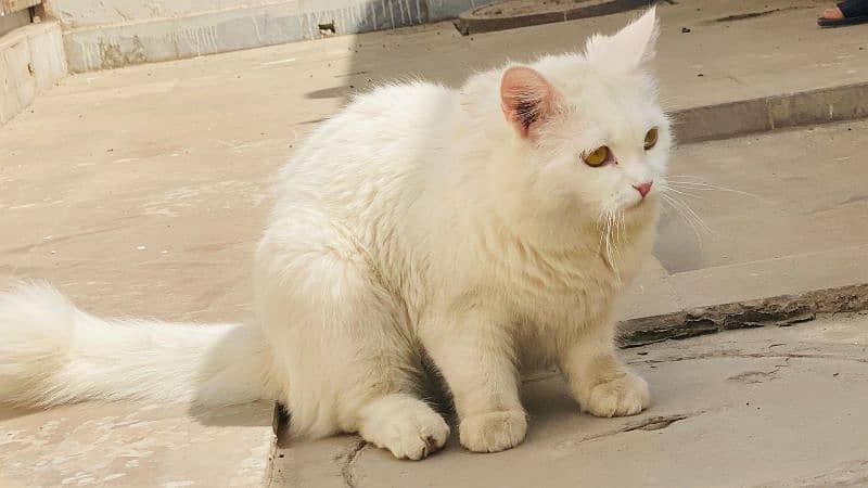 White Persian Female Cat 3
