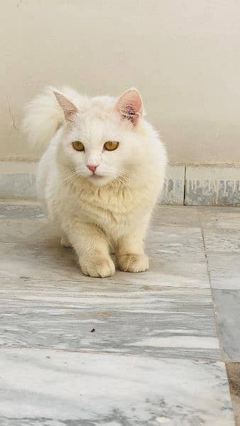 White Persian Female Cat 4