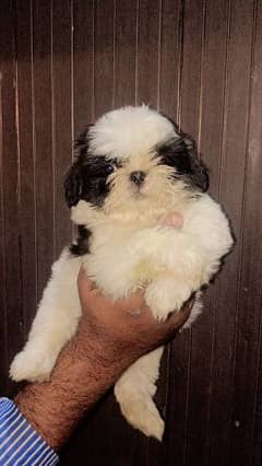 Shihtzu Male pup available 0