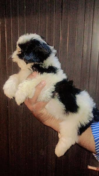 Shihtzu Male pup available 1