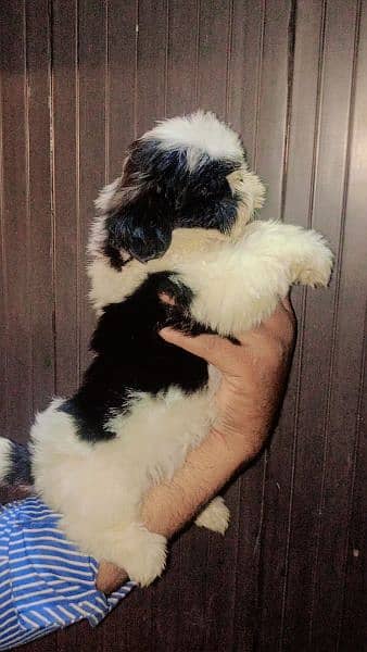 Shihtzu Male pup available 2