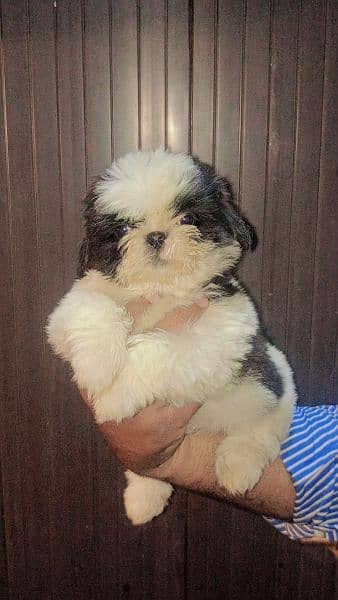 Shihtzu Male pup available 3