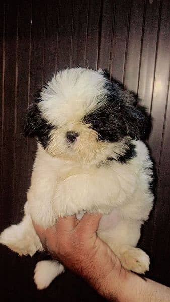 Shihtzu Male pup available 4