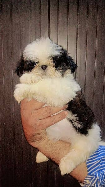 Shihtzu Male pup available 5