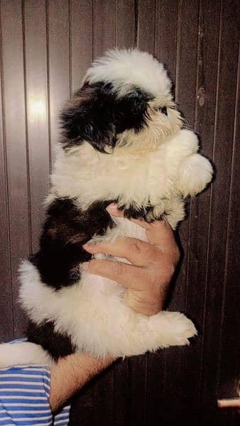 Shihtzu Male pup available 6