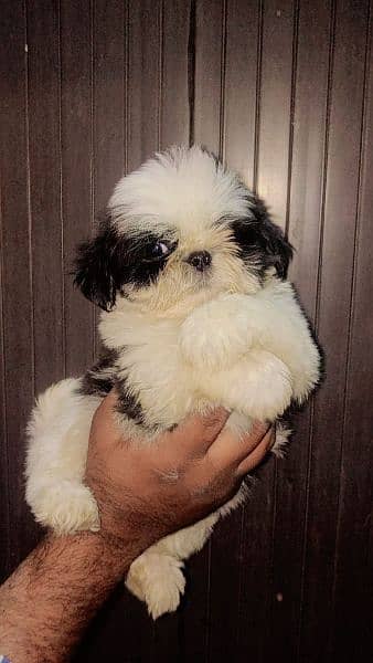 Shihtzu Male pup available 7