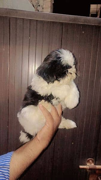 Shihtzu Male pup available 8