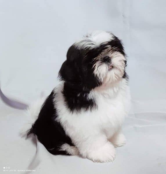 Shihtzu Male pup available 9