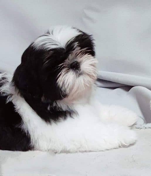 Shihtzu Male pup available 10
