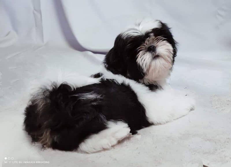 Shihtzu Male pup available 11