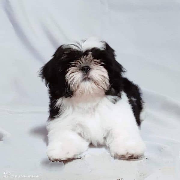 Shihtzu Male pup available 12