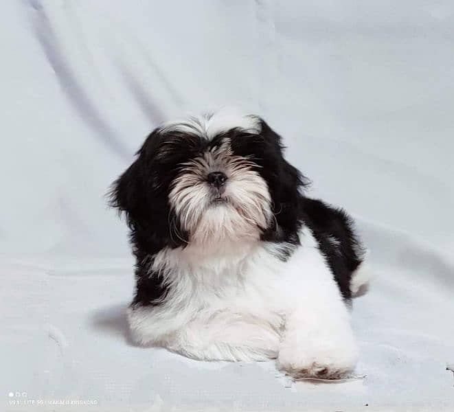 Shihtzu Male pup available 13