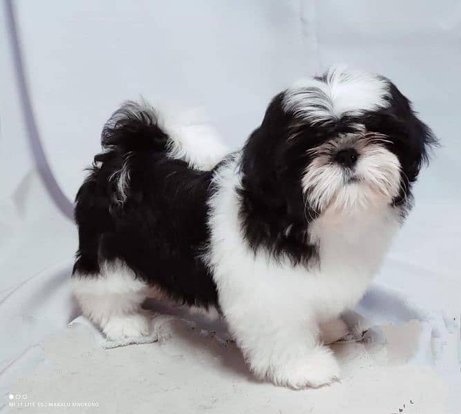 Shihtzu Male pup available 14