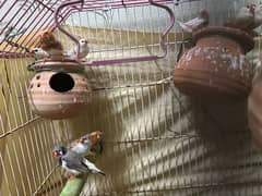 finches with cage