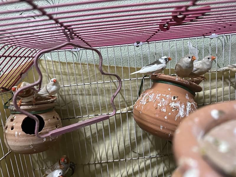 finches with cage 1