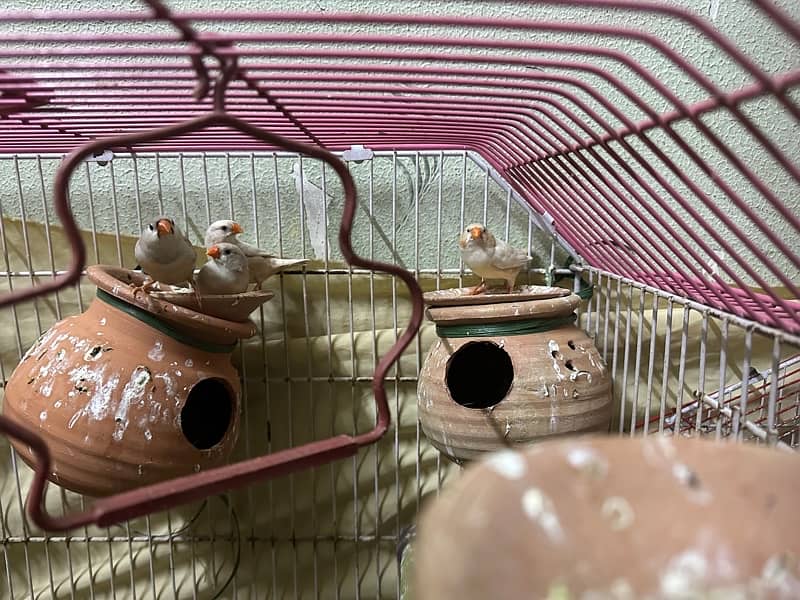 finches with cage 2