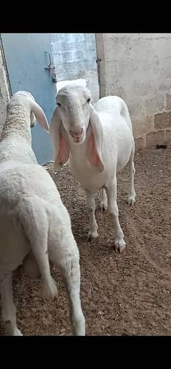 Larkana Sheep Available