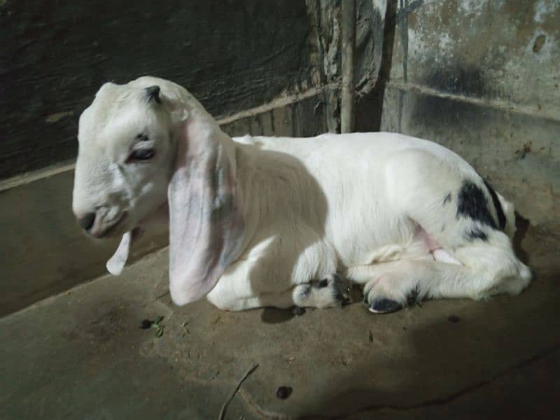 Doodh wali  Bakri & bacha. دودھ والی بکری بچے کے ساتھ 2