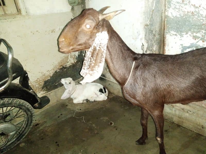 Doodh wali  Bakri & bacha. دودھ والی بکری بچے کے ساتھ 3