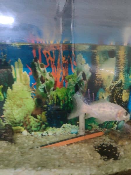 Aquarium with beautiful white Fish and Air pump 1
