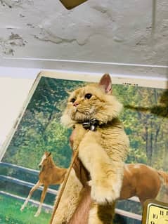 GOLDEN PERSIAN CAT