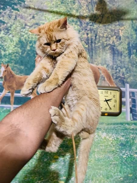 GOLDEN PERSIAN CAT 1