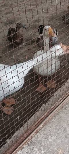 big white ducks egg laying