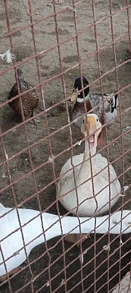 big white ducks egg laying 1