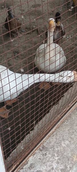 big white ducks egg laying 2