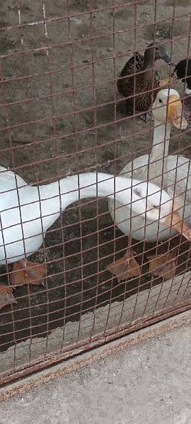 big white ducks egg laying 3
