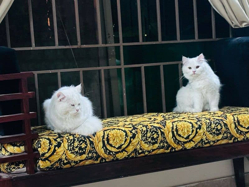 Persian Pair Cats 1