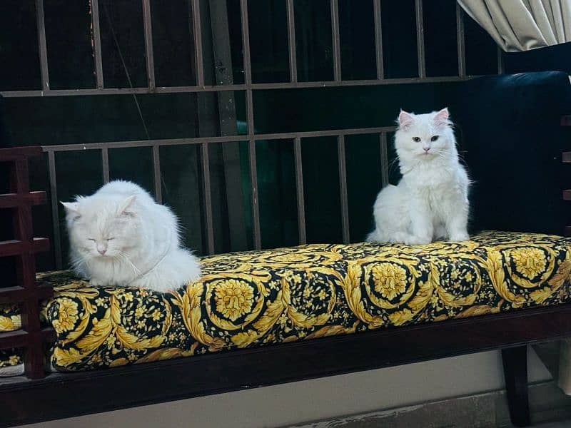 Persian Pair Cats 3