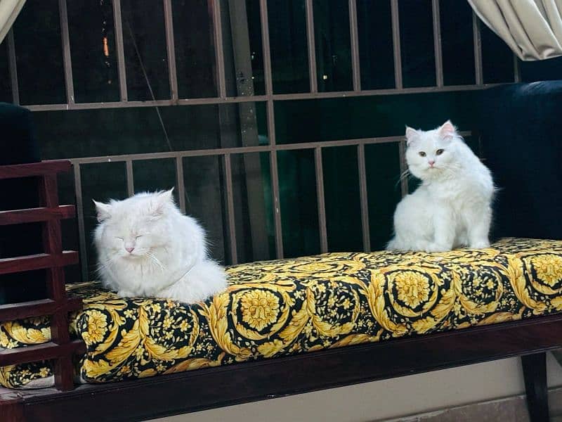 Persian Pair Cats 5