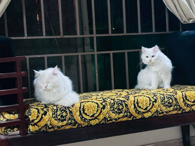 Persian Pair Cats 7
